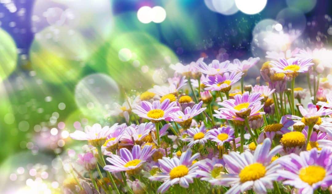 Curiosidades científicas de la primavera que seguro te van a sorprender