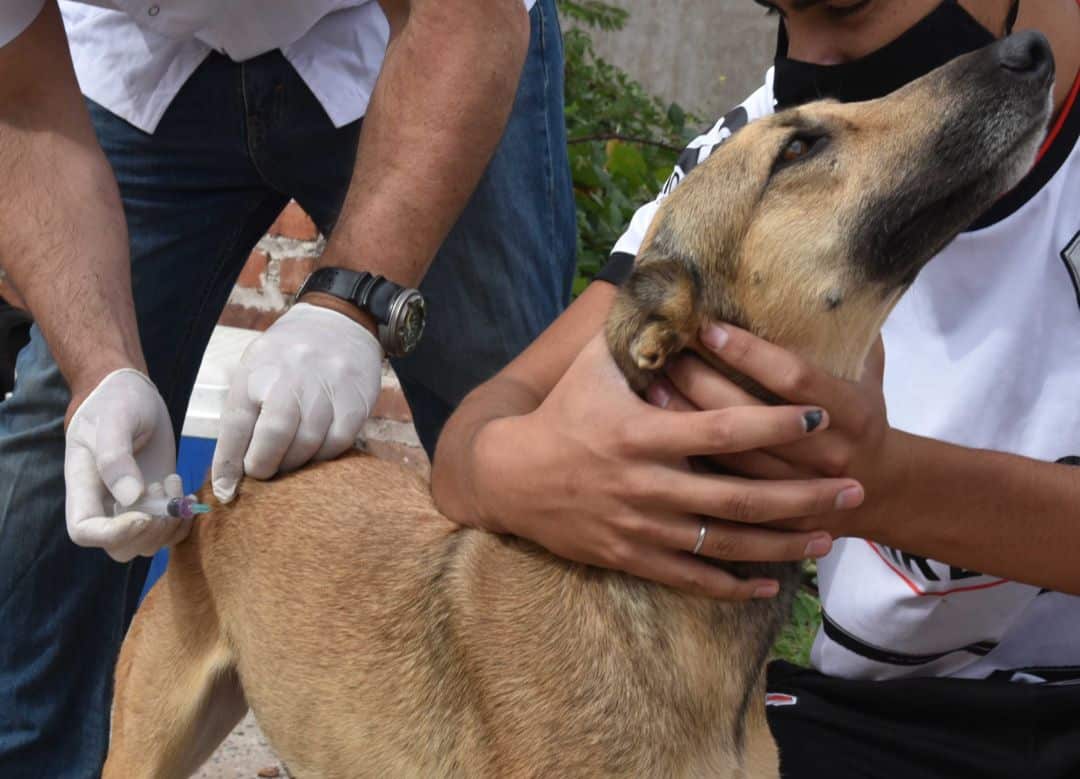 vacunacion antirrabica