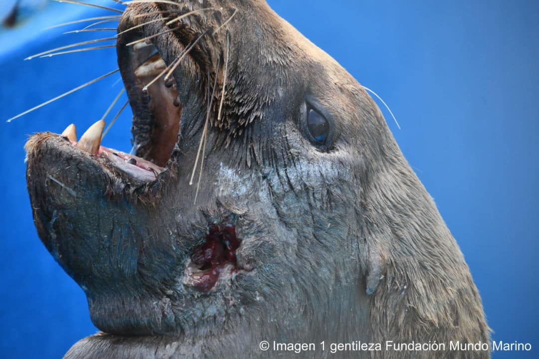 Monte Hermoso: mataron un lobo marino a balazos