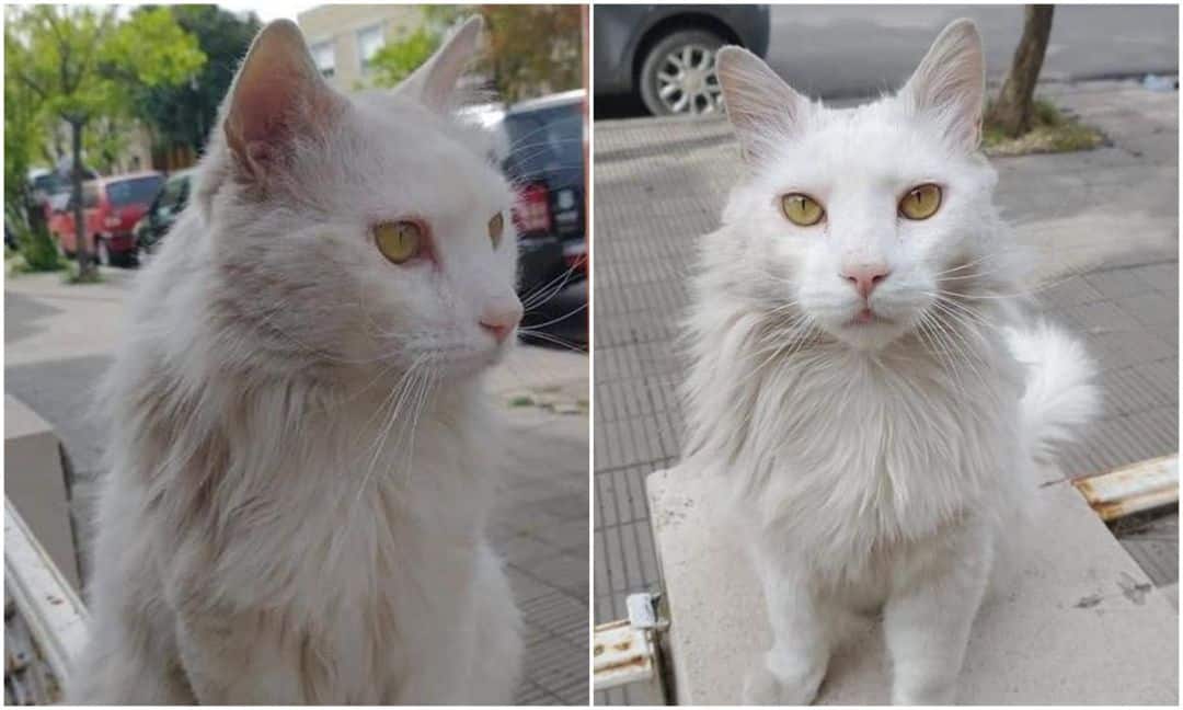 Indignación en barrio Universitario: asesinaron a un gato de un tiro