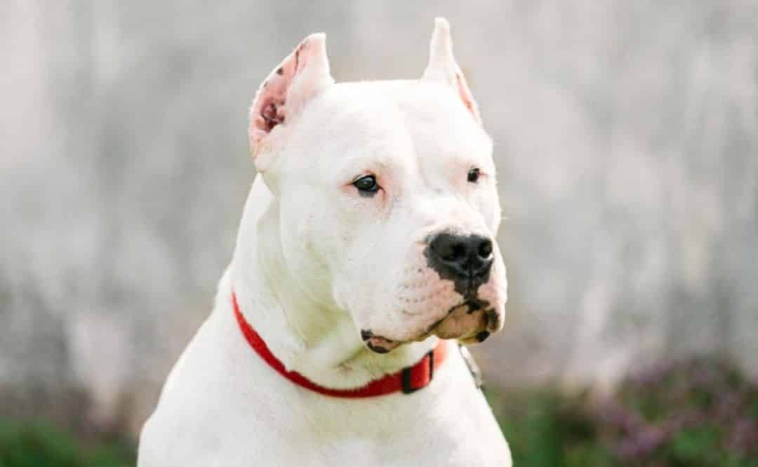 Un niño de cuatro años fue atacado por un perro y lo trasladaron al Hospital Penna