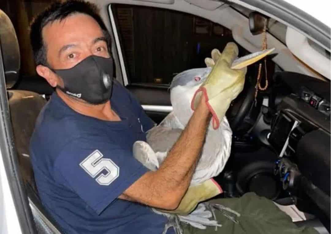 Bomberos de White liberaron a una garza que no podía salir del patio de una vivienda