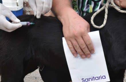 vacunacion antirrabica