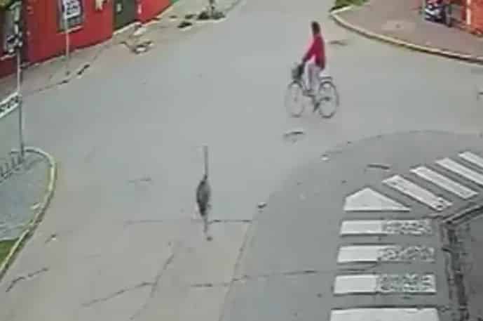 Ñandu chocó a una ciclista