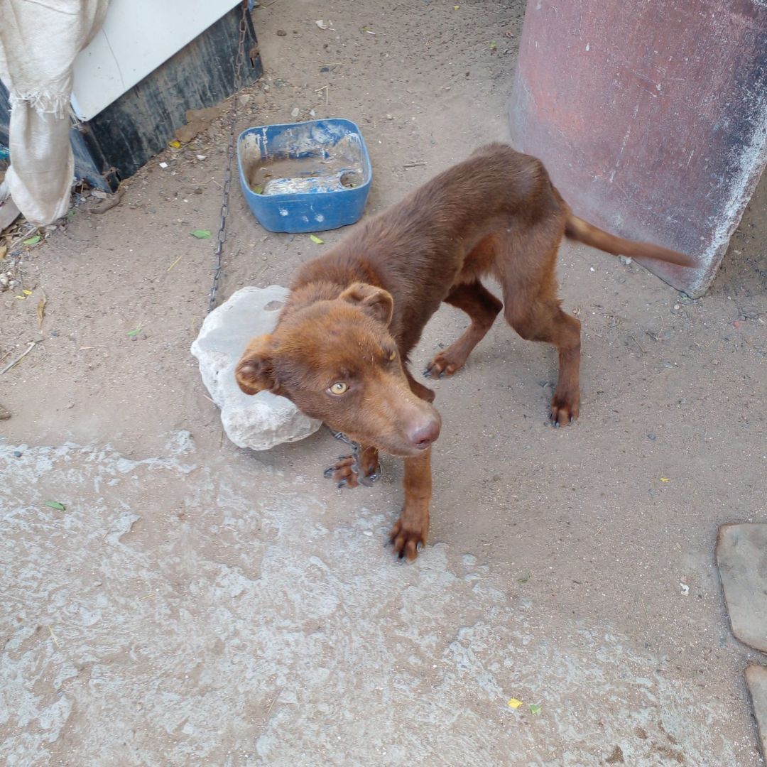 Rescatan del maltrato a un perro