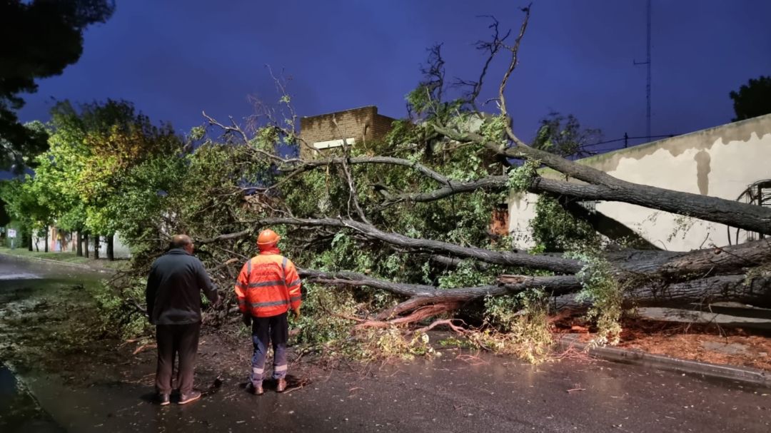 Consecuencias de la tormenta: más de 10 árboles caídos y varios llamados a emergencias