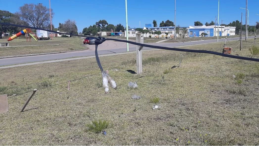 Quiso engancharse de la luz y terminó detenido
