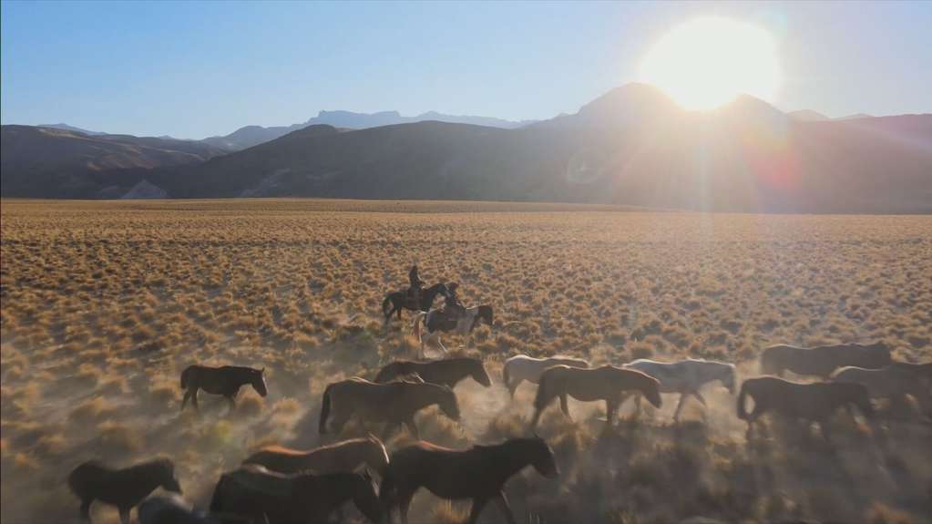 Vivir 10 días como un trashumante: el duro trabajo del arriero, a caballo de la cordillera al llano