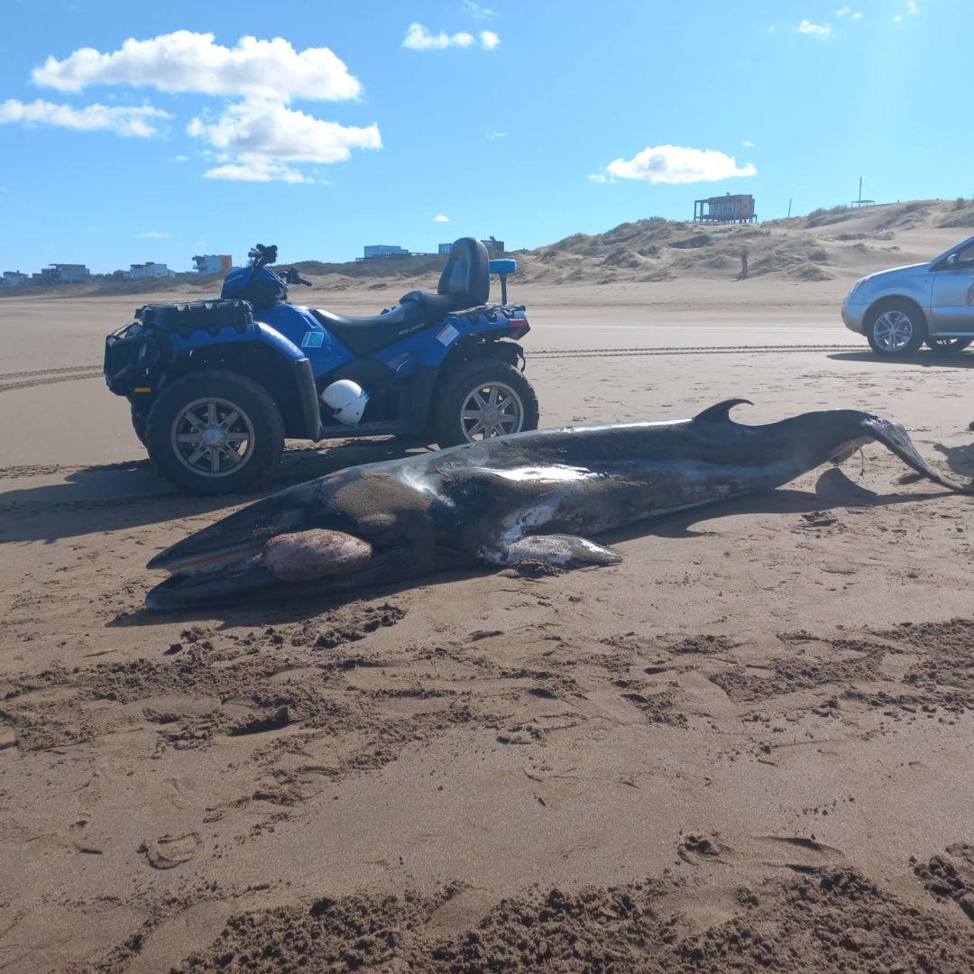 Encontraron una ballena muerta en Monte Hermoso