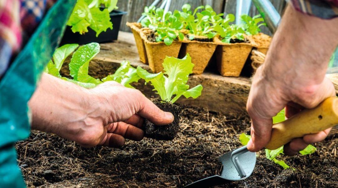 huerta en casa