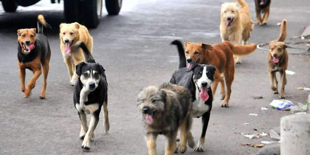 Polémica en San Juan: un intendente quiere sacrificar perros si no son adoptados en 6 meses