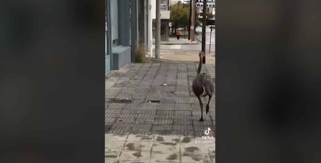Un ñandú suelto por la ciudad