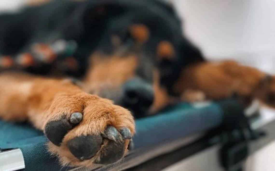 La Cámara de Diputados iniciará el debate en torno a la “Ley Conan” contra el maltrato animal
