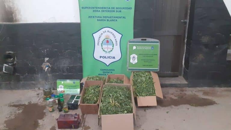 Condenan a una familia por tener plantación de marihuana en el patio de su casa