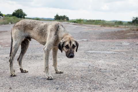 Presentaron un proyecto de ley que aumenta las penas por maltrato animal