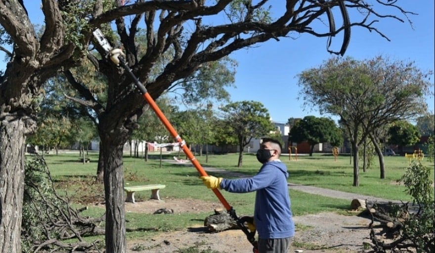 Aumentarán las multas por poda, quita o daño de árboles, sin autorización  municipal