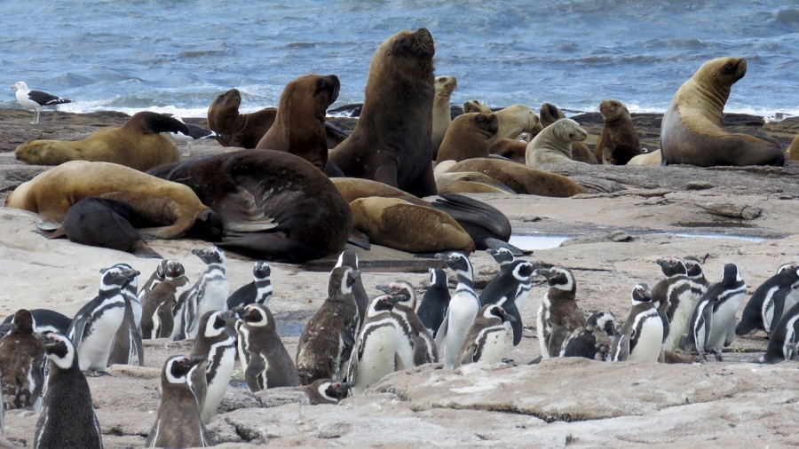 La reserva rionegrina Islote Lobos fue convertida en Parque Nacional