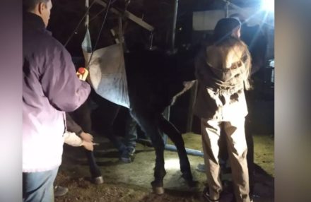 Rescataron a un caballo en estado de desnutrición y, pese al esfuerzo por salvarlo, murió horas después