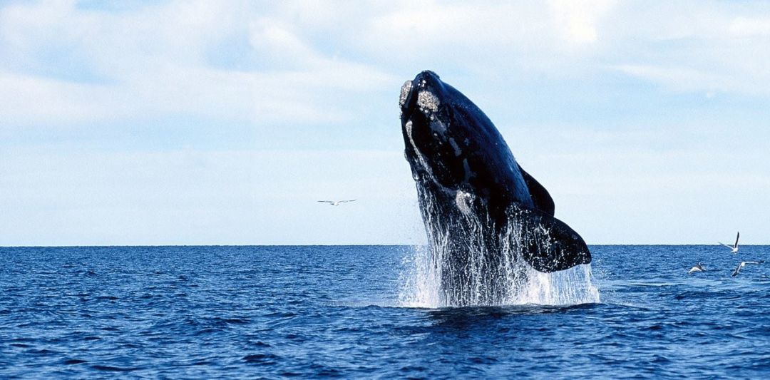 Chubut: la semana próxima se inaugura la temporada de ballenas
