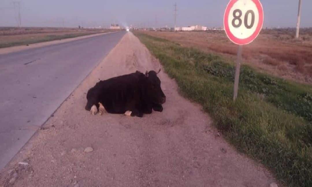 Chocó contra una vaca en la ruta 3