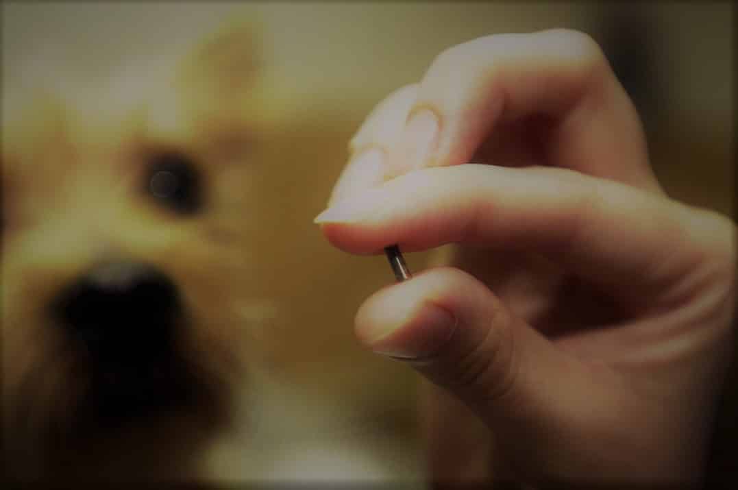 Pringles: comenzó la colocación de chips a perros potencialmente peligrosos