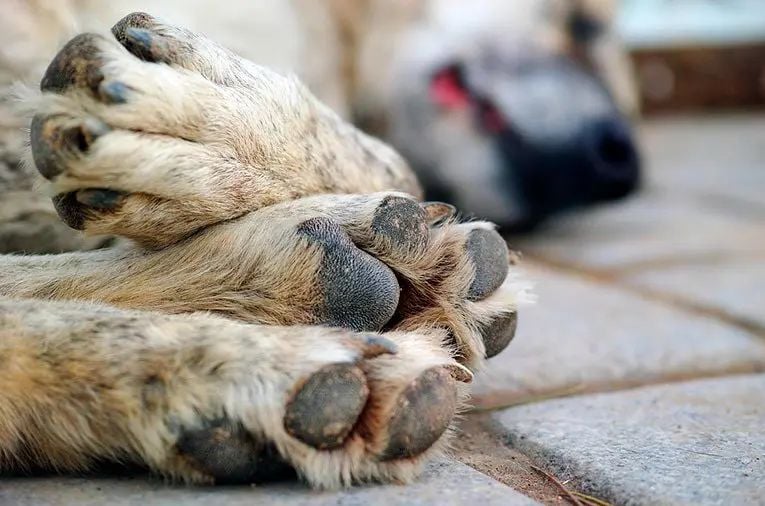 Tres perros envenenados en Villa Belgrano: advierten sobre la presencia de cebos tóxicos