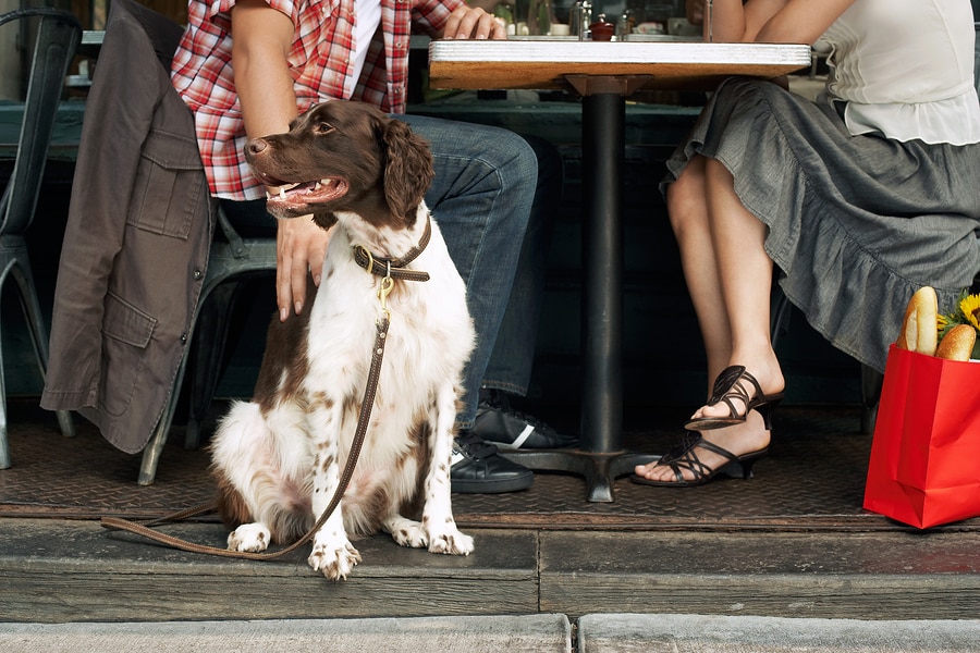 Presentaron un proyecto para que Bahía se convierta en una ciudad “Pet Friendly”