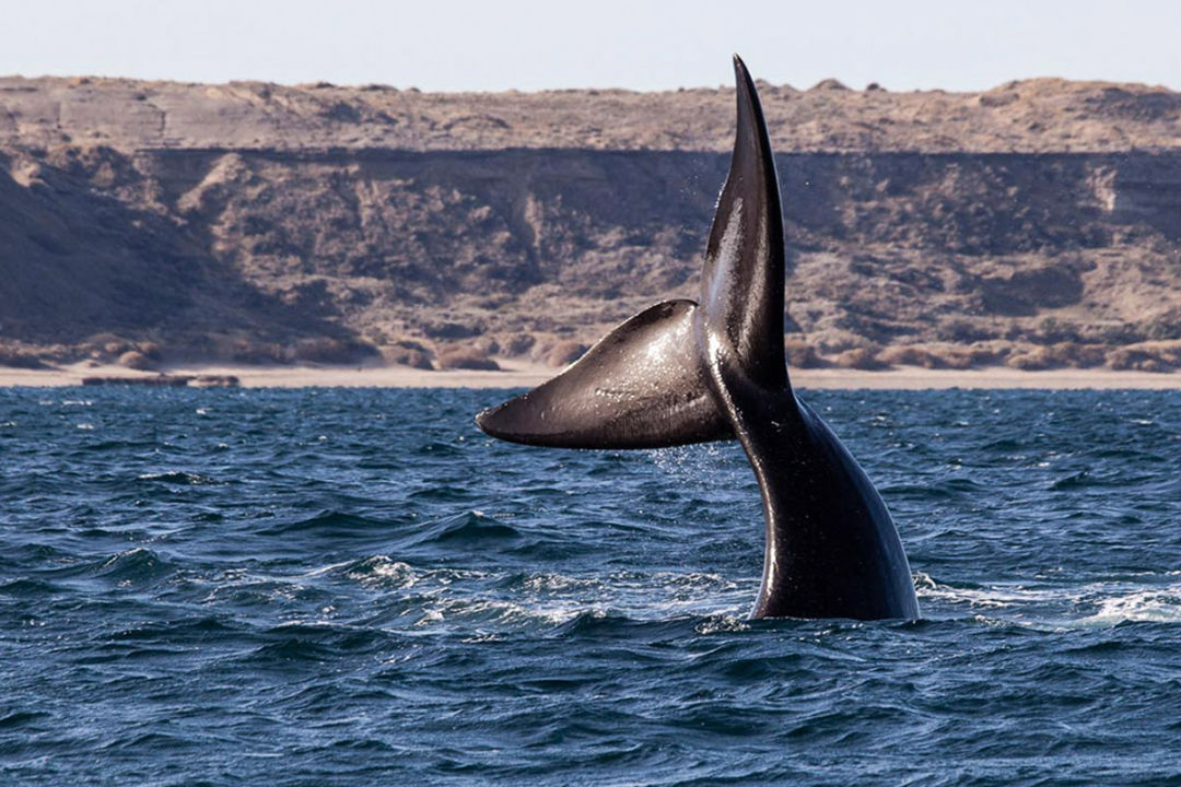Registraron 1.031 ballenas en los alrededores de Península Valdés