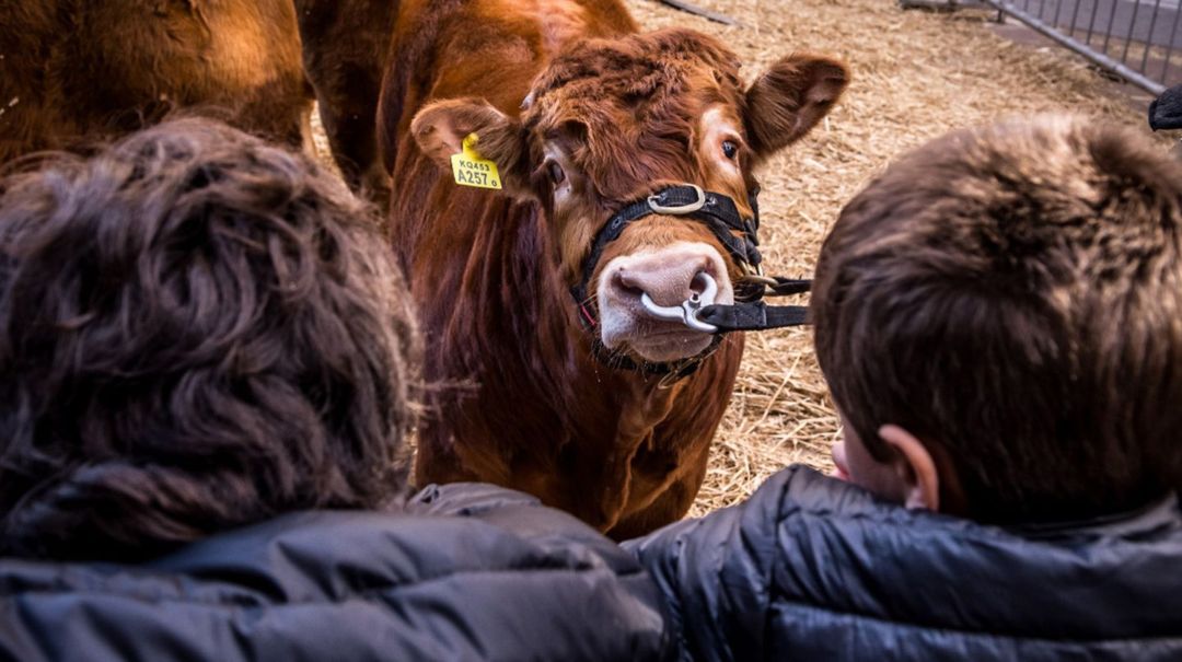 Vuelve la Exposición Rural de Palermo, un atractivo de las vacaciones de invierno en la ciudad de Buenos Aires