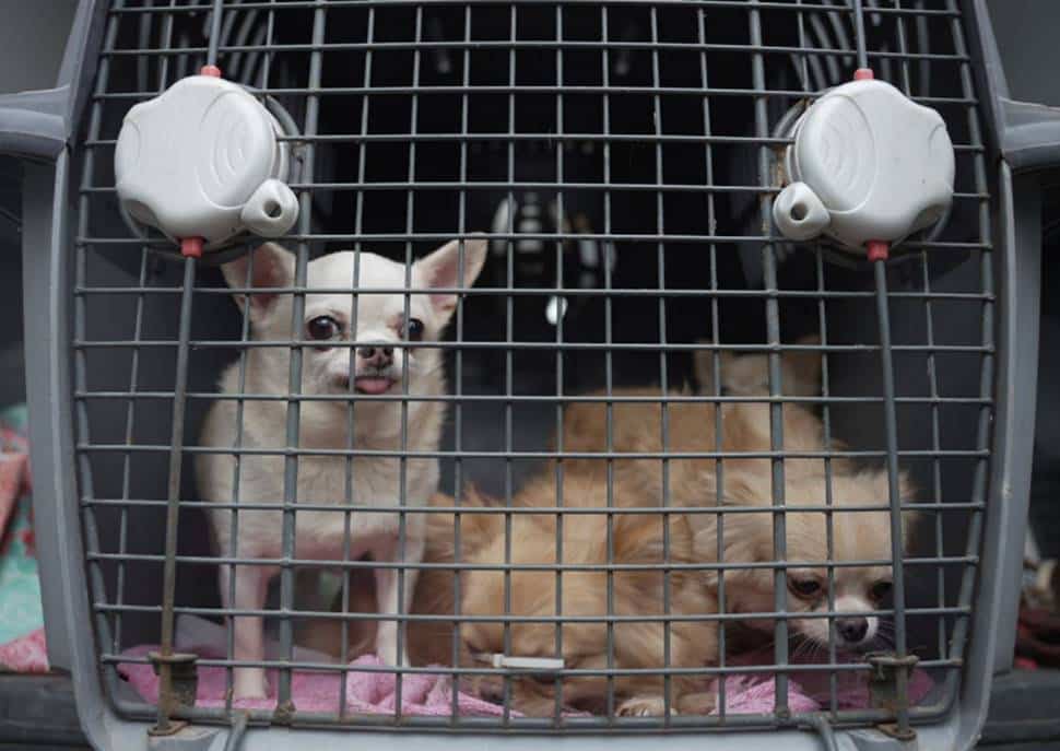 Clausuraron un criadero ilegal y rescataron 133 perros: eran maltratados y los vendían a $360.000