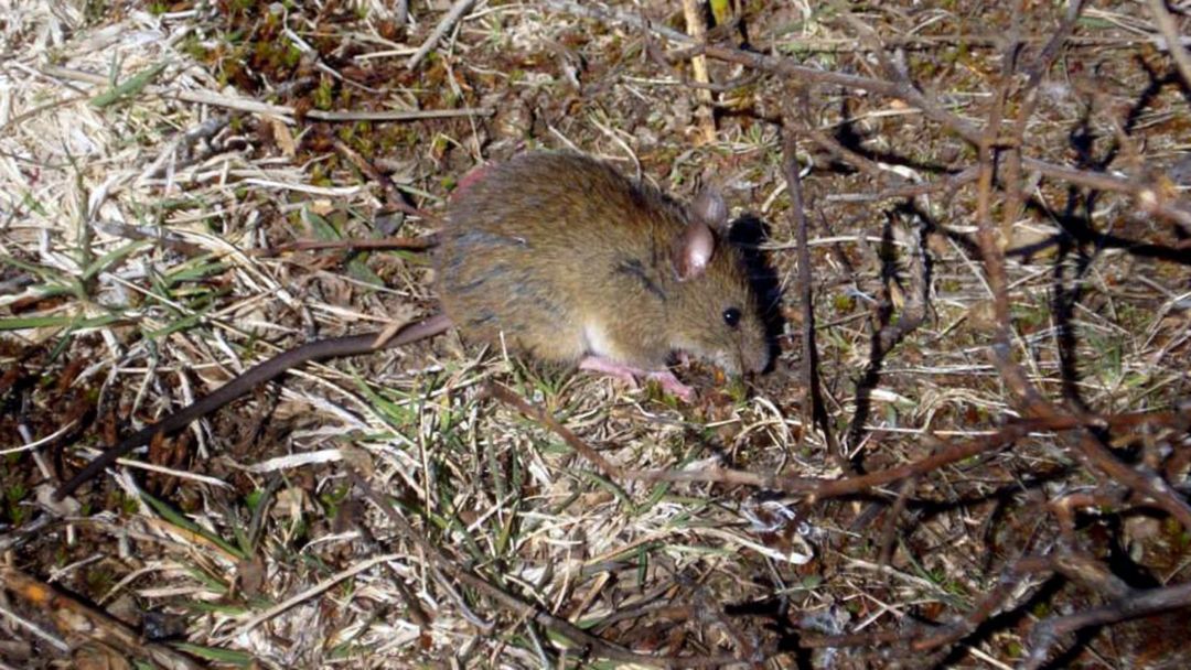 Murió una nena de 8 años por hantavirus en Chubut