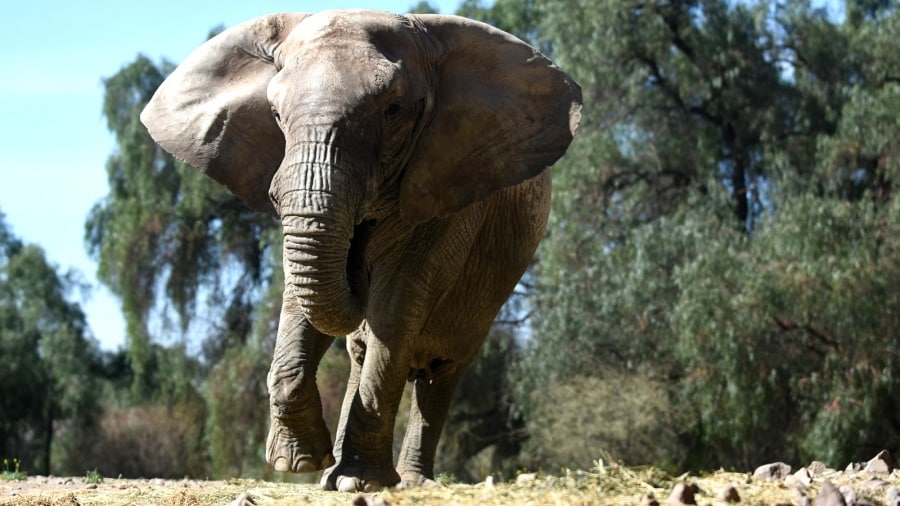 Después de Pocha y Guillermina, trasladarán a otra elefanta a un santuario brasileño