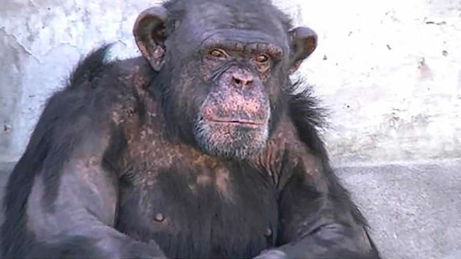 Piden trasladar a “Toti” de un zoo de Río Negro a un santuario de simios en Brasil