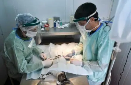 moviles de castracion animal6