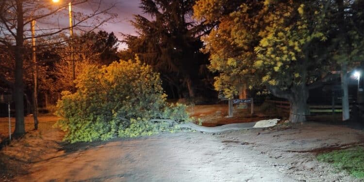 Sierra de la Ventana: Intensos vientos causaron daños en árboles y postes de telefonía.