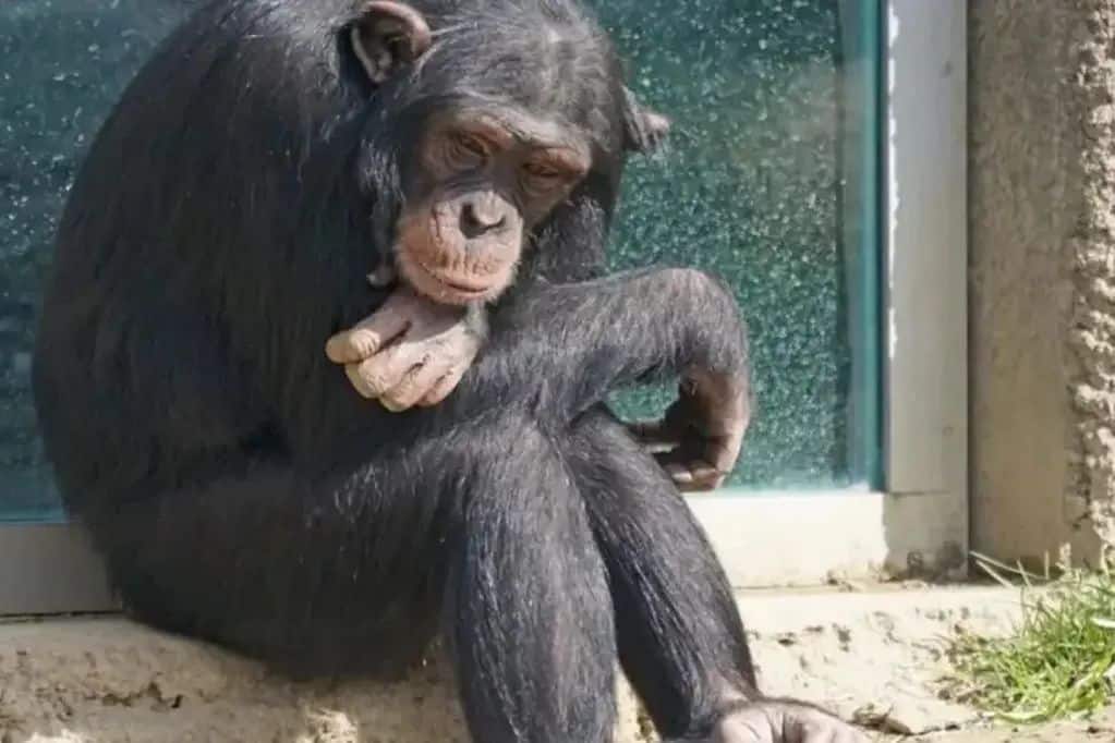 Río Negro: piden el traslado del mono Toti para que no “muera de tristeza”