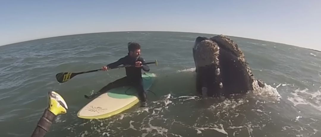 Los remeros que se sorprendieron con ballenas en Monte Hermoso