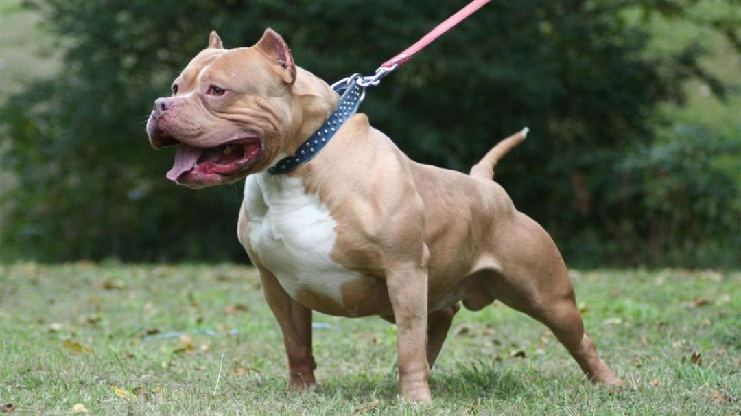 Tragedia en Corrientes: un pitbull entrenado para la caza atacó y mató a una nena de 10 años