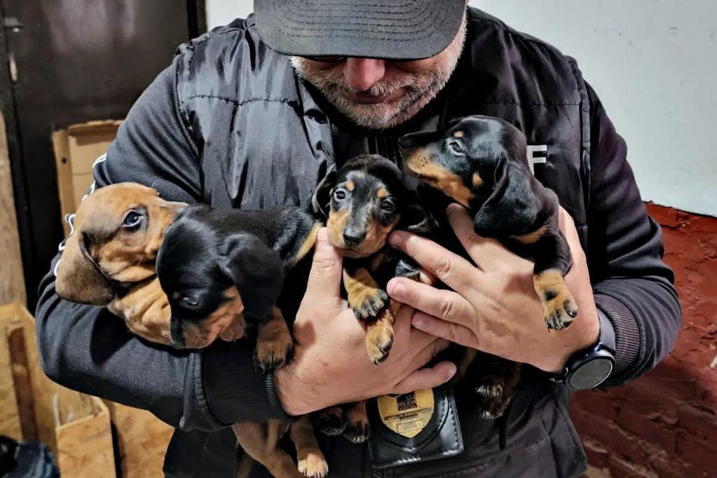 Activistas reclaman leyes más duras y la prohibición de venta de animales por comercio electrónico