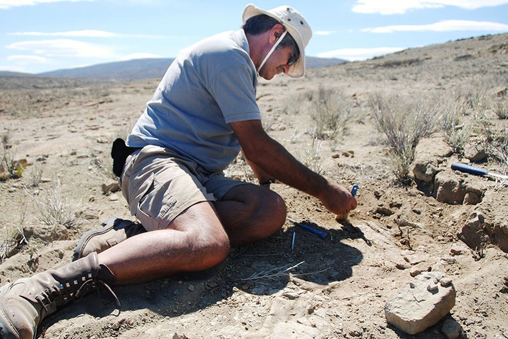 Descubrieron en Neuquén una nueva y peligrosa especie de dinosaurio depredador