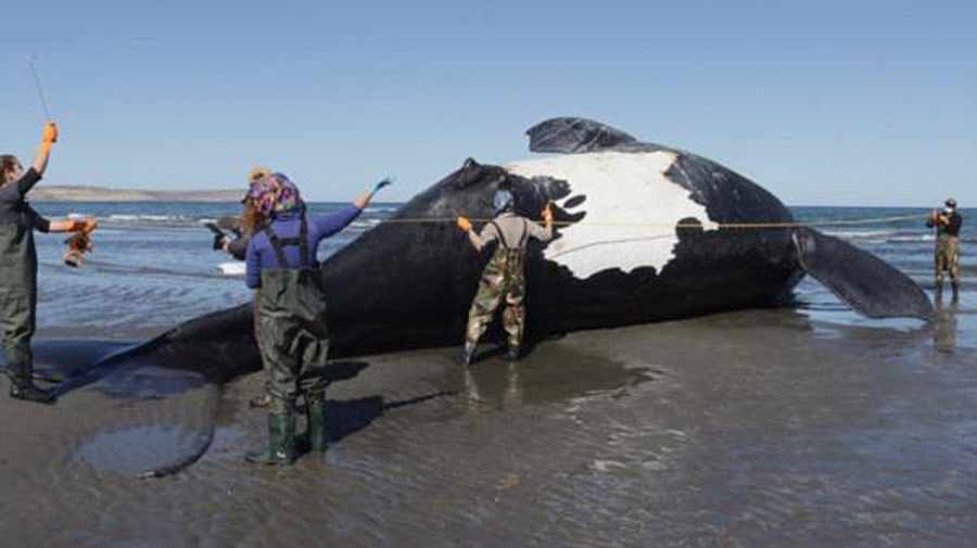 Ya son 13 las ballenas muertas en Chubut