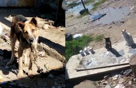 Rescate del horror: cinco animales estaban en total estado de abandono, atados con cadenas y sin alimento