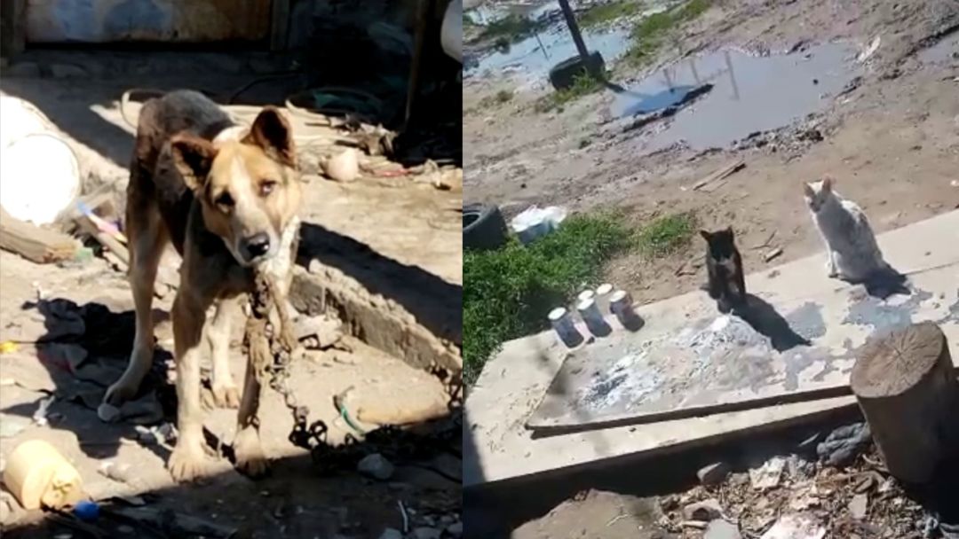 Rescate del horror: cinco animales estaban en total estado de abandono, atados con cadenas y sin alimento