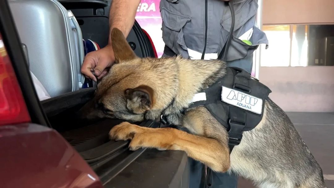 Un perro de la Aduana encontró más de US$120.000 escondidos en el auto de una pareja argentina que volvía de Uruguay