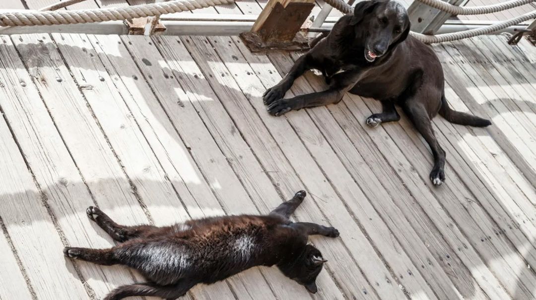 Ola de calor: consejos y herramientas para cuidar a tu mascota de las altas temperaturas