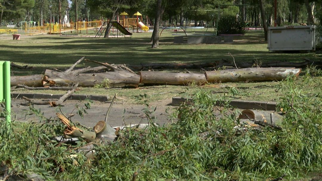 Poda de árboles en el Parque de Mayo: aseguran que trabajan sobre las ramas secas para evitar riesgos