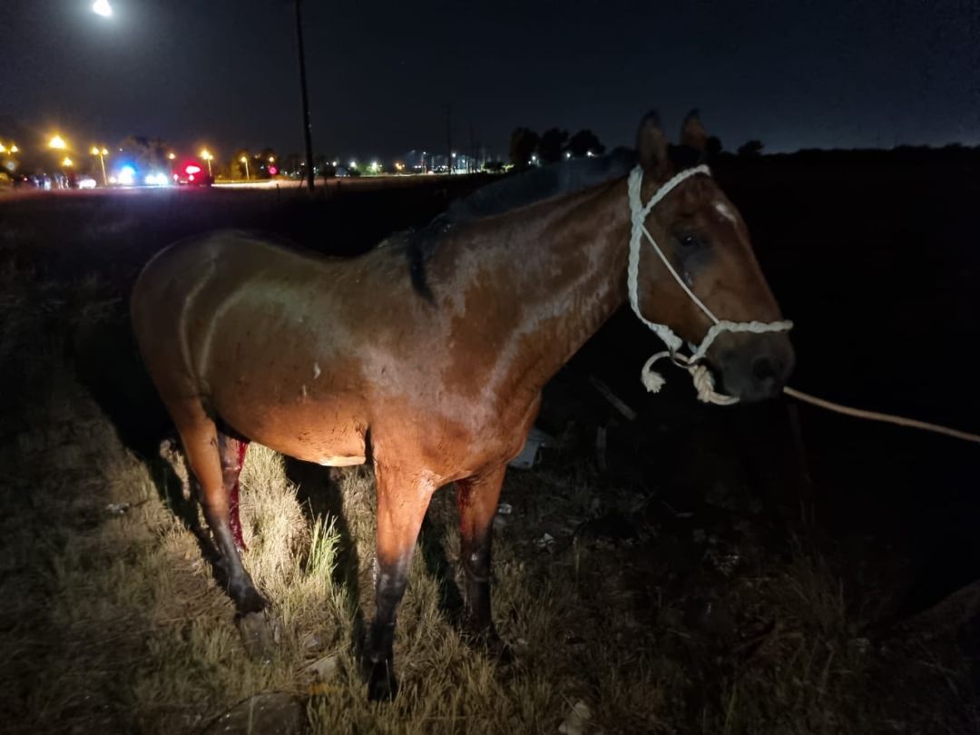 Dos vehículos chocaron contra tres caballos sueltos en la ruta 3