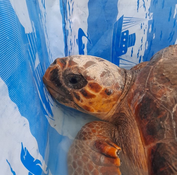 Rescatan a una tortuga particular que será liberada en Villa del Mar