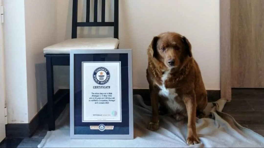 Bobi tiene casi 31 años, se convirtió en el perro más viejo del mundo y rompió el récord Guinness