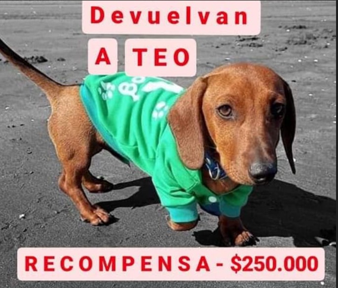 Ofrece una recompensa de $250.000 para recuperar un perro salchicha que le robaron